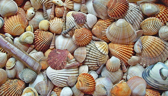farblich sortierte Muscheln, Muschel, Krebstiere, Jakobsmuschel, Muscheln, Marine, Natur, Sommer-, viele Muscheln, große gruppe von gegenständen, Vollbild, Schale, Hintergründe, zu verkaufen, High Angle View, Verkauf, Fülle, keine Leute, Stillleben, Tierhülle, Markt, Tag, Muster, Wahl, Variation, Tier, Korb, Essen und Trinken, draußen, 2K, CC0, gemeinfrei, lizenzfrei