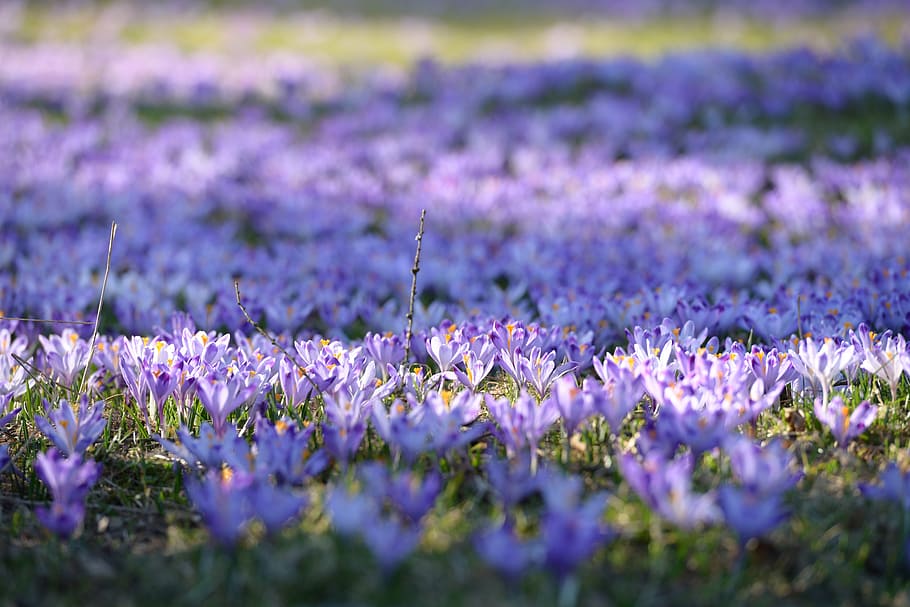 krokus, Polyana, forår, blomster, bjerge, violet, natur, blomst, blomstrende, farvet, have, Polen, lilla blomst, wildflower, lilla, lavendel, lavendel farvet, plante, skønhed i naturen, Mark, vækst, dag, blomstrende plante, friskhed, sårbarhed, selektiv fokusering, skrøbelighed, jord, tæt på, ingen mennesker, ro, blomsterseng, udendørs, blomsterhoved, urt, havearbejde, prydhave, 5K