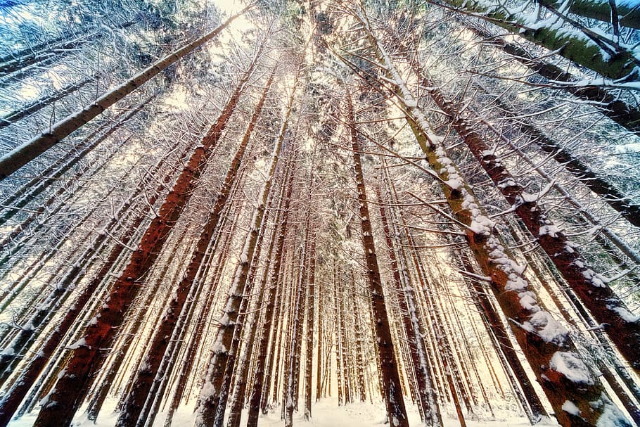 nízký, úhlové fotografování, holý, stromy, les, široký úhel, Příroda, zimní, sníh, led, modrý, světlo, log, nebe, nahoru, dřevo, nálada, kmenů, koruna, smrk, nikdo, vysoký úhel pohledu, den, strom, rostlina, přistát, přeprava, venku, vzor, studená teplota, celý rám, směr, cesta vpřed, dráha, klid, 4K