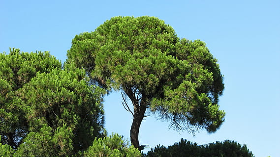 pijnboom, dennenbos, Bos, natuur, groen, boom, Koukounaries, skiathos, Griekenland, blauw, zomer, buitenshuis, blad, fabriek, hemel, groene kleur, groei, schoonheid in de natuur, geen mensen, kalmte, heldere lucht, dag, rustige scène, scenics - natuur, zonlicht, land-, gebladerte, dennenboom, niet-stedelijke scène, naaldboom, 4K, CC0, publiek domein, royaltyvrij