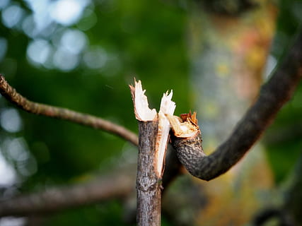 ramo, rotto, rami, albero, estetico, desolat, umore, autunno, pianta, concentrarsi sulle conoscenze acquisite, natura, giorno, avvicinamento, nessuno, crescita, messa a fuoco selettiva, all'aperto, bellezza nella natura, parte vegetale, foresta, colore verde, foglia, inizi, nuova vita, germoglio, la tranquillità, 4K, CC0, dominio pubblico, privo di copyright