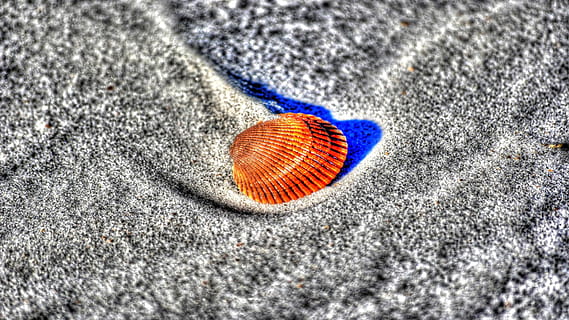 cáscara, arena playa, naranja, arena, playa, cáscara de naranja, cerastoderma edule, berberecho común, molusco, cardiidae, berberecho, textil, multi color, nadie, modelo, de cerca, fotograma completo, texturizado, enfoque selectivo, día, naturaleza muerta, vista de alto ángulo, tierra, naturaleza, al aire libre, azul, áspero, primer plano extremo, antecedentes, pantalones, 1080P, CC0, dominio público, libre de derechos