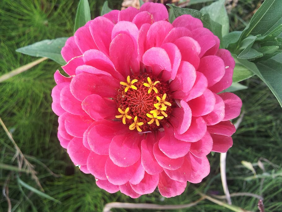 primavera, guaret, flors, floració, flor, pètal, cap de flor, creixement, naturalesa, fragilitat, planta amb flors, planta, vulnerabilitat, frescor, inflorescència, bellesa a la natura, primer pla, color rosa, zinnia, dia, centrar-se en primer pla, parc, parc - l'home va fer espai, cap gent, pol·len, a l'aire lliure, 2K