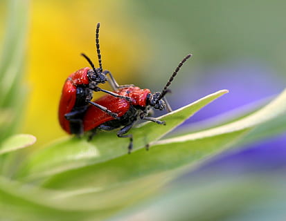insekter, rød, paring, vår, blad, natur, dyre temaer, dyr, virvelløse, insekt, dyreliv, dyr i naturen, nærbilde, ett dyr, selektiv fokusering, plante del, anlegg, ingen folk, maur, makro, utendørs, dyr kroppsdel, grønn farge, 1080P, CC0, offentlig domene, opphavsrett gratis