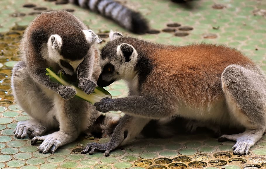 dos lèmurs adults, mico, lemur, bonic, menjar, zoo, äffchen, dolç, animal, món animal, tierpark hellabrunn, munich, fauna animal, animals a la natura, dia, cap gent, temes d'animals, a l'aire lliure, mamífer, primer pla, naturalesa, grup d’animals, dos animals, animal jove, vertebrats, centrar-se en primer pla, unió, assegut, família d’animals, llum solar, cura, 4K