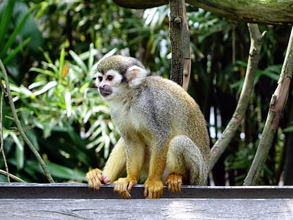 squirrel monkey, monkey, climb, feeding, zoo, nature, wildlife, primate, fur, tiny, animal themes, animal, one animal, tree, vertebrate, mammal, plant, animal wildlife, animals in the wild, day, no people, looking away, branch, focus on foreground, outdoors, sitting, looking, 4K, CC0, public domain, royalty free
