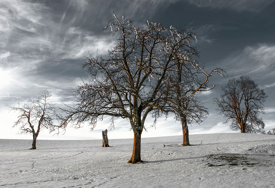 nua, arbre, camp, arbres, blanc, núvols, desolada, hivern, fred, temporada, paisatge, vent bolcat, cel, branca, tre, desolador, neu, estèril, posta de sol, cendra, crepuscle, arrid, desaparegut, temperatura de fred, arbre nu, planta, bellesa a la natura, escenics - natura, terra, tranquil·litat, naturalesa, medi ambient, núvol - cel, cap gent, escena tranquil·la, a l'aire lliure, aïllat, planta morta, 5K