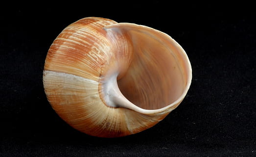 snegl shell, snegl, skal, tom, langsom, snegl, skal, spiralformet, makro, hvirvelløse, havsnegle, bløddyr, muslingeskal, akvatiske, eksotisk, tropisk, dyreskal, tæt på, tværsnit, sort baggrund, ingen mennesker, indendørs, studio skud, naturligt mønster, dyr, dyreliv, enkelt objekt, natur, fokus på forgrunden, stilleben, skønhed i naturen, mønster, mad, 1080P, CC0, offentligt domæne, royaltyfrie