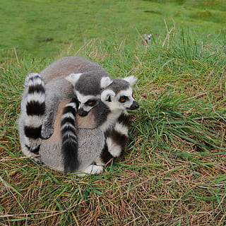 two, lemurs, grass field, three, 3, lemur, pair, cuddle, together, furry, fur, bundle, ball, couple, nature, madagascar, wildlife, mammal, animal, cute, tail, ring-tailed, outdoors, endangered, species, grass, grassland, animal wildlife, animals in the wild, no people, animal themes, day, plant, group of animals, field, land, vertebrate, young animal, two animals, green color, animal family, 2K, CC0, public domain, royalty free