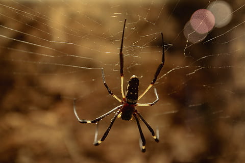 edderkop, edderkoppesilke, netværk, spindelvæv, tæt, fangst, edderkoppespind, arachnid, dyr, natur, dyreliv, insekt, kødædende, uhyggelig, dyre temaer, hvirvelløse, et dyr, dyr i naturen, leddyr, tæt på, skrøbelighed, fokus på forgrunden, ingen mennesker, dyr ben, dyr kropsdel, dag, sårbarhed, web, udendørs, kompleksitet, 5K, CC0, offentligt domæne, royaltyfrie