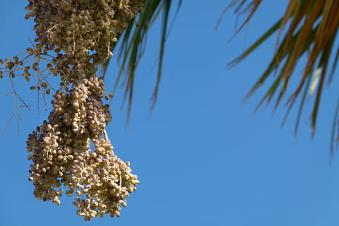 palmell, dates, fruita, marchit, naturalesa, primer pla, cel, arbre, planta, desert, calenta, sec, branca, full, blau, a l'aire lliure, creixement, cel clar, vista d’angle baix, bellesa a la natura, cap gent, dia, menjar i beguda, frescor, llum solar, menjar, flor, còpia espai, tranquil·litat, arbre de coníferes, directament a sota, 4K, CC0, domini públic, lliure de regalies