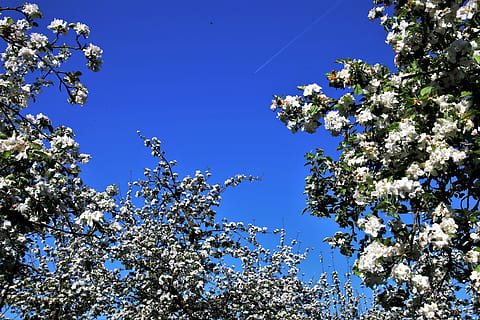 primavera, triste, alberi da frutta, albero, stagione, ramo, fiore, natura, alla corte di, soleggiato, giardino, fioritura, floreale, paesaggio, cielo blu, pianta, blu, rami, cielo, verde, albero in fiore, lo sfondo, la delicatezza, l'ambiente, bianca, rametto, fiori, avvicinamento, prato, boccioli in fiore, fioriture, albero da frutta, fiorente, piante da fiore, fiore bianco, fiori che sbocciano, fiori bianchi, bellezza nella natura, cielo sereno, Inquadratura dal basso, crescita, nessuno, pianta fiorita, giorno, fragilità, freschezza, fiorire, luce del sole, all'aperto, ciliegio, fiore di ciliegio, 5K, CC0, dominio pubblico, privo di copyright