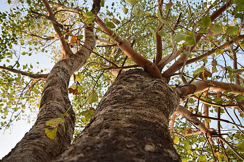 árvore, sai, filiais, folha, natureza, verde, temporada, floresta, folhagem, natural, meio Ambiente, plantar, panorama, verão, ramo, brilhante, parque, outono, Dom, luz solar, exterior, cor, leve, Primavera, ensolarado, madeira, céu, dia, amarelo, flora, branco, jardim, crescimento, laranja, dourado, vermelho, tronco de árvore, ao ar livre, cor verde, visão de baixo ângulo, tronco, ninguém, tranquilidade, beleza na natureza, terra, focar em primeiro plano, parte da planta, alto - alto, diretamente abaixo, Copa da árvore, 5K, CC0, domínio público, royalty free