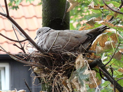bird, young, socket, animal, nature, wildlife, feather, beak, tree, plant, animals in the wild, animal wildlife, animal themes, animal nest, branch, no people, vertebrate, day, bird nest, focus on foreground, perching, one animal, close-up, outdoors, growth, 2K, CC0, public domain, royalty free