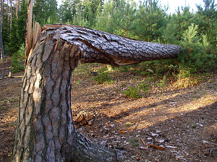 arbre, naturalesa, bosc, arbres, estiu, posta de sol, escorça, trencar, gran, tronc de l'arbre, a l'aire lliure, planta, tronc, terra, cap gent, dia, tranquil·litat, creixement, camp, bellesa a la natura, material de fusta, textura, part de la planta, fusta, vell, escena tranquil·la, 1080P, CC0, domini públic, lliure de regalies