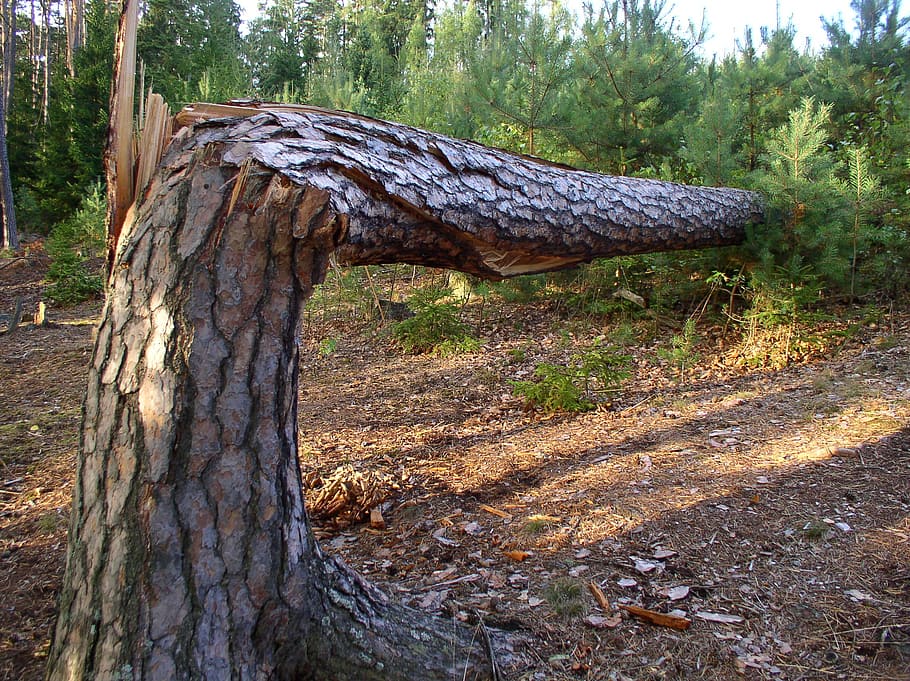 arbre, naturalesa, bosc, arbres, estiu, posta de sol, escorça, trencar, gran, tronc de l'arbre, a l'aire lliure, planta, tronc, terra, cap gent, dia, tranquil·litat, creixement, camp, bellesa a la natura, material de fusta, textura, part de la planta, fusta, vell, escena tranquil·la, 1080P