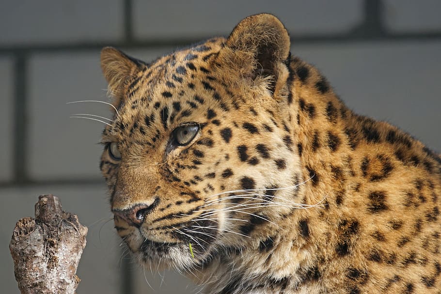 amur, lleopard, tancar, gat, atenció, depredador, món animal, retrat, animal, vida salvatge, gat no domesticat, carnívor, naturalesa, animals a la natura, felí, gat gran, mamífer, Àfrica, temes d'animals, un animal, cap gent, fauna animal, mascotes, centrar-se en primer pla, tacat, vertebrats, animals domèstics, primer pla, carnivora, dia, bigotis, cap d’animals, guepard, 5K