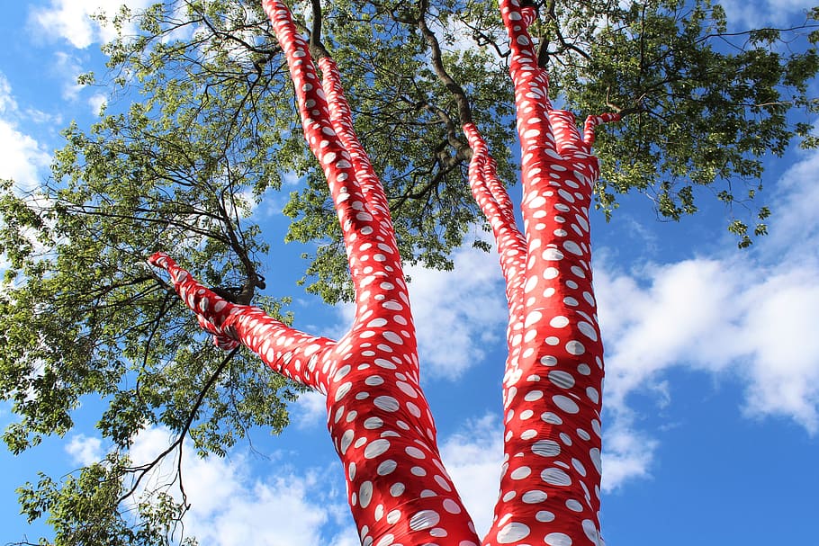 Basso, fotografia ad angolo, verde, alto, alberi, angolo basso, fotografia, albero, Krone, cielo, nuvole, tronco, abbaiare, individuare, macchiato, capi di abbigliamento, mascherata, natura, Inquadratura dal basso, giorno, all'aperto, nessuno, pianta, rosso, crescita, luce del sole, nuvola - cielo, bellezza nella natura, multicolore, blu, arte e artigianato, alto - alto, tronco d'albero, ramo, 4K