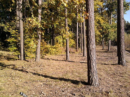 las, listowie, liść, drzewo, jesień, Natura, park, październik, sposób, laguna, owad, gałązka, mokro, kora, brązowy, suche liście, drewno, niebo, ścieżka, pas ruchu, krajobraz, Zielony, trawa, pory roku, sceneria, na szlaku, stopka, trasa, lato, turystyka, chmury, słoneczny dzień, szlak, Polska, wegetacja, konar, konary, gałęzie, Oddział, ślady, odstępnik, spacerować, trening, pole, trawnik, śmieci, naturalny, środowisko, fauna, flora, tło, jesienna pogoda, zabarwienie, akwamaryn, przestrzeń, atmosfera, horyzont, lenno, iglasty, igły, rolki igiełkowe, bagażnik samochodowy, Kora drzewa, obrazek, farba, obraz olejny, szczotka, filtr, Sztuka, obraz, paleta, kolorowy, słońce, słoneczny, ranek, reszta, zachód słońca, wakacje, światło, noc, promienie, Zachód, promienie słońca, aura, wilgoć, Lampa błyskowa, zmierzch, krzaki, migotać, roślina, wylądować, pnia drzewa, spokój, żadnych ludzi, piękno natury, dzień, wzrost, scena pozamiejska, spokojna scena, światło słoneczne, scenics - natura, lesisty teren, na dworze, drzewo iglaste, lasy sosnowe, 1080P, CC0, domena publiczna, darmowe zdjęcia
