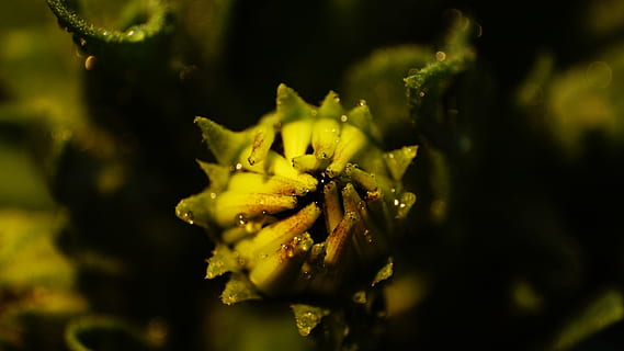 blomst, makro, natur, vår, nærbilde, pent, detalj av, anlegg, skjønnhet i naturen, selektiv fokusering, blomstrende plante, friskhet, vekst, dyreliv, dyr i naturen, grønn farge, ingen folk, dyr, dyre temaer, dag, skjørhet, sårbarhet, petal, utendørs, blomsterhodet, 1080P, CC0, offentlig domene, opphavsrett gratis