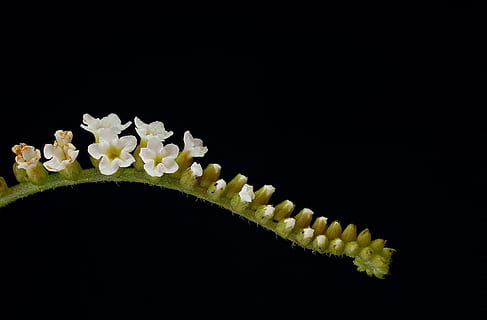 flora, minuscolo, guaina, macro, sfondo nero, girato in studio, nessuno, in casa, pianta, fiore, freschezza, avvicinamento, natura, copia spazio, pianta fiorita, bellezza nella natura, temi animali, fragilità, Colore bianco, animale, cibo e bevande, vulnerabilità, un animale, 2K, CC0, dominio pubblico, privo di copyright