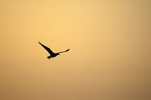 pássaro, por do sol, céu, leve, laranja, ao acaso, gaivota, mosca, voar, oeste, contra a luz, final da tarde, crepúsculo, silhueta, de praia, temas animais, animal, animais selvagens, animais em estado selvagem, vôo, vertebrado, um animal, asas abertas, ar, ninguém, natureza, copie o espaço, movimento, comprimento total, beleza na natureza, agua, ao ar livre, 2K, CC0, domínio público, royalty free