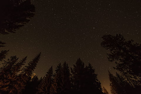 červí oko, fotografování, pole, stromy, červ, pohled, střední, les, noční dobu, pohled červího oka, Příroda, noc, strom, krajina, hora, scén, nebe, hvězda - prostor, borovice, venku, klid, nikdo, silueta, rostlina, krása v přírodě, scenics - příroda, klidné scény, růst, nízký úhel pohledu, astronomie, hvězda, prostor, hvězdné pole, idylický, galaxie, jehličnatého stromu, prostor a astronomie, 5K, CC0, veřejná doména, bez autorských práv