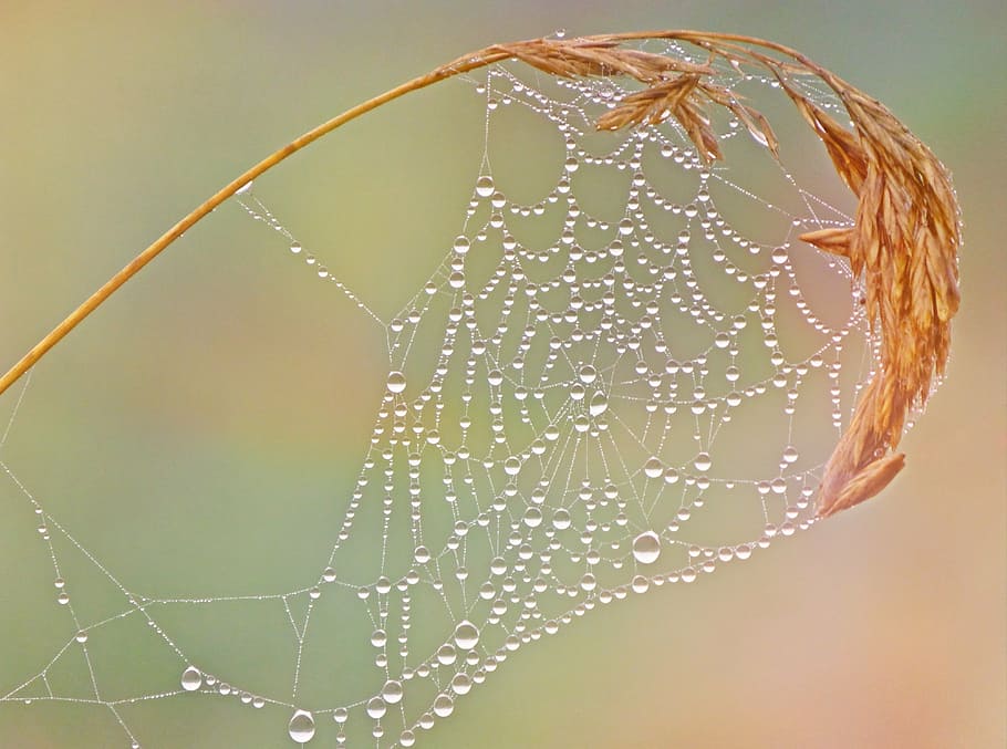 primer pla, teranyina, rosada, macro, trampa, gotes d'aigua, web, imatges de domini públic, aranya, naturalesa, tirar, insecte, aigua, fragilitat, humit, cap gent, centrar-se en primer pla, vulnerabilitat, a l'aire lliure, frescor, bellesa a la natura, tir de l'estudi, dia, patró, planta, moviment, puresa, 4K
