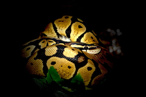 Ball Python, Python, Snake, Constrictor, python, snake, jungle, animal wildlife, yellow, animal themes, animals in the wild, close-up, black background, one animal, animal, reptile, vertebrate, no people, animal body part, nature, studio shot, night, animal markings, animal head, animals in captivity, portrait, animal scale, poisonous, animal eye, 5K, CC0, public domain, royalty free