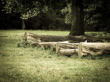 troncs d’arbres, arbres, apilats, bosc, silvicultura, indústria de la fusta, soques, prat, herba, pressa, planta, arbre, terra, camp, naturalesa, material de fusta, dia, creixement, banc, tranquil·litat, cap gent, seient, escena tranquil·la, bellesa a la natura, buit, a l'aire lliure, paisatge, llum solar, fusta, Banc del parc, 4K, CC0, domini públic, lliure de regalies