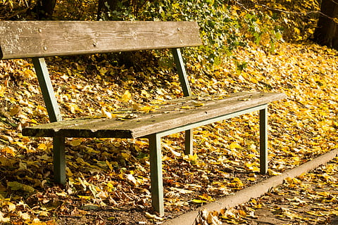 bench, session, sit, seat, autumn, leaf, plant part, wood - material, nature, day, change, park, no people, plant, park - man made space, outdoors, tree, high angle view, sunlight, falling, land, empty, leaves, park bench, 5K, CC0, public domain, royalty free
