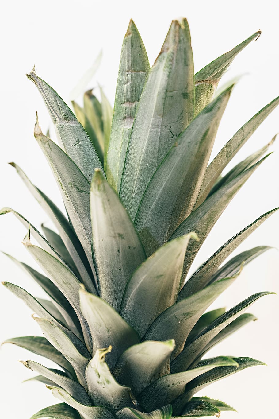 grünes Ananasblatt, Ananas-Kronenblatt, Ananasoberseite, Obst, Ananas, Gemüse, abstrakt, Krone, fließen, Vitamin, Blume, organisch, Nahansicht, Farbe, Palme, Kochen, Stiel, Wachstum, Pflanze, Blatt, weißer Hintergrund, Schönheit in der Natur, Pflanzenteil, Natur, keine Leute, Frische, grüne Farbe, Studioaufnahme, Essen und Trinken, Lebensmittel, blühende Pflanze, drinnen, Sukkulente, 5K