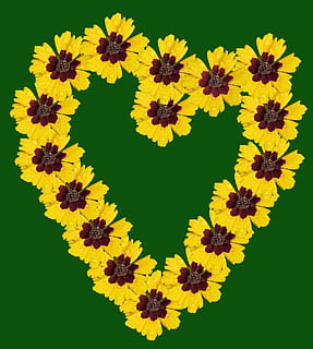 hjerte, blomster, mønster, design, kærlighed, plante, naturlig, blomstre, flor, kronblad, botanisk, organisk, botanik, urt, blad, gul, blomst, grøn farve, levende farve, multi farvet, baggrunde, blomstrende plante, blomsterhoved, sårbarhed, blomsterstand, friskhed, skrøbelighed, tæt på, skønhed i naturen, farvet baggrund, studio skud, ingen mennesker, indendørs, natur, vækst, grøn baggrund, blødhed, 1080P, CC0, offentligt domæne, royaltyfrie