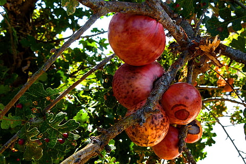 fructe de copac, fruct, roșu, copac, natură, organic, mediu inconjurator, plantă, mâncat sănătos, alimente, creştere, mancare si bautura, ramură, nici o persoana, zi, să se concentreze asupra primelor elemente, în aer liber, trompă, trunchi de copac, vedere unghiulară joasă, bunăstare, prospeţime, frumusețe în natură, agricultură, copt, 720P, CC0, domeniu public, fără drepturi de autor