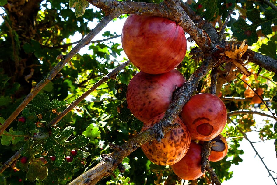 fructe de copac, fruct, roșu, copac, natură, organic, mediu inconjurator, plantă, mâncat sănătos, alimente, creştere, mancare si bautura, ramură, nici o persoana, zi, să se concentreze asupra primelor elemente, în aer liber, trompă, trunchi de copac, vedere unghiulară joasă, bunăstare, prospeţime, frumusețe în natură, agricultură, copt, 720P