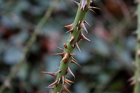 spine, sperone, vicino, natura, spina, cactus, pianta, crescita, avvicinamento, acuto, spillo, concentrarsi sulle conoscenze acquisite, giorno, bellezza nella natura, nessuno, colore verde, parte vegetale, foglia, pianta succulenta, all'aperto, messa a fuoco selettiva, fiore, albero, spinoso, 2K, CC0, dominio pubblico, privo di copyright