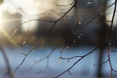 linjer, træer, grene, vinter, solnedgang, lys, is, afdeling, fokus på forgrunden, natur, plante, træ, tæt på, dag, ingen mennesker, selektiv fokusering, udendørs, skønhed i naturen, Kvist, ro, skrøbelighed, sårbarhed, sollys, vækst, sky - himmel, 4K, CC0, offentligt domæne, royaltyfrie
