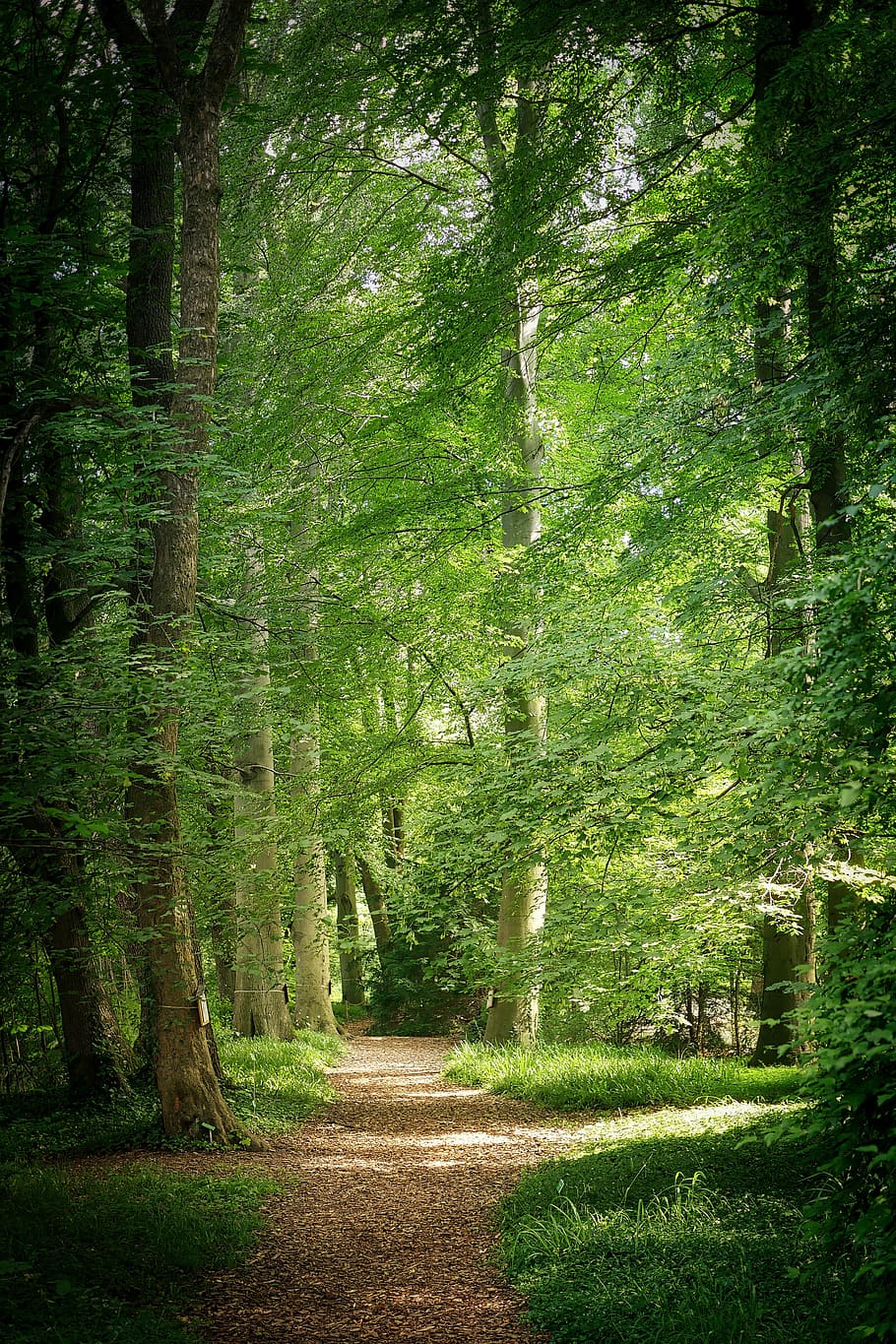 arbre forestal, durant el dia, naturalesa, arbre, fusta, full, parc, bosc, lluny, caminar, sol, planta, terra, color verd, bellesa a la natura, direcció, creixement, tranquil·litat, el camí a seguir, escena tranquil·la, cap gent, sendera, exuberant fullatge, fullatge, dia, escenics - natura, tronc, a l'aire lliure, ruta, treelined, 5K