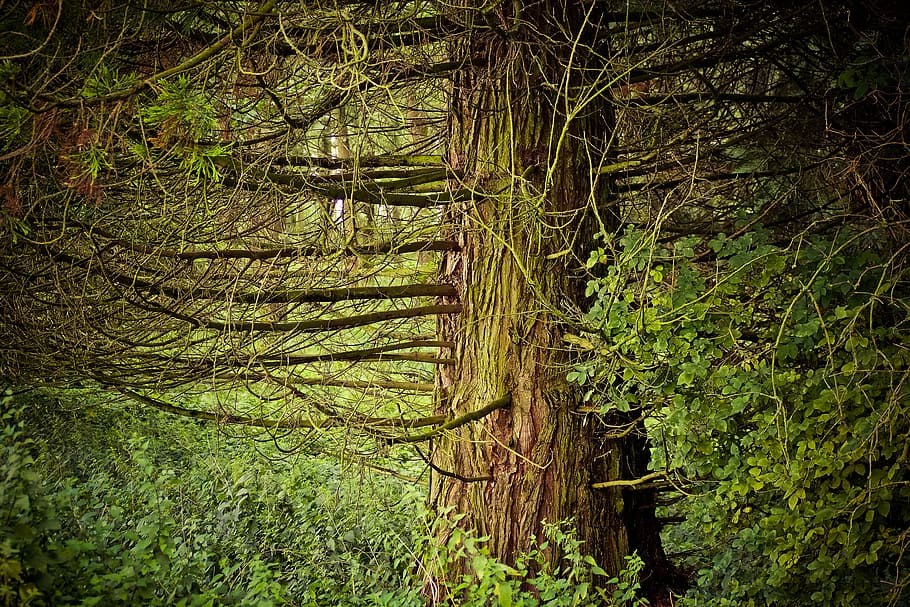 foto, verde, alberi forestali, foresta, alberi, paesaggio, rami, le foglie, vecchio albero, ceppo, legna, ramo, natura, tribù, ambiente, estetico, pianta, abbaiare, muschio, Marrone, cupo, buio, sottobosco, albero, terra, colore verde, crescita, la tranquillità, nessuno, bellezza nella natura, giorno, scena tranquilla, tronco, tronco d'albero, scena non urbana, bosco, scenics - natura, all'aperto, a distanza, palude, 4K