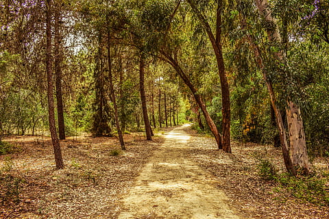 foresta, parco, alberi, natura, paesaggio, scenario, legna, primavera, sentiero, parco di athalassa, nicosia, Cipro, albero, pianta, direzione, la strada davanti, la tranquillità, crescita, terra, scena tranquilla, bellezza nella natura, scena non urbana, giorno, scenics - natura, nessuno, prospettiva decrescente, tronco d'albero, tronco, strada, all'aperto, bosco, treelined, bambù - pianta, 5K, CC0, dominio pubblico, privo di copyright