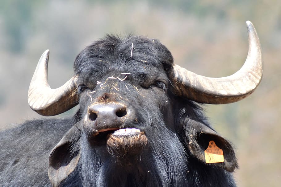 bufalo, zoo, graseter, animale, natura, animali allo stato selvatico, Asia, mammifero, all'aperto, cornuto, testa di animale, un animale, parte del corpo animale, Pericolo, fauna selvatica, temi animali, concentrarsi sulle conoscenze acquisite, vertebrato, giorno, nessuno, ritratto, animali domestici, avvicinamento, bocca, bestiame, bocca aperta, erbivoro, bocca animale, 2K