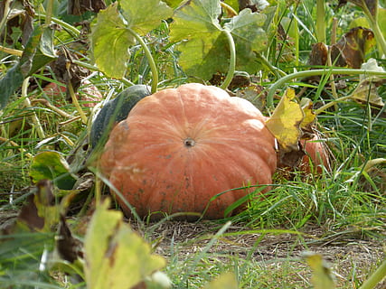 pumpkin, fall, thanksgiving, plant, field, food, food and drink, freshness, nature, land, grass, close-up, no people, growth, vegetable, day, selective focus, healthy eating, beauty in nature, outdoors, wellbeing, leaf, 4K, CC0, public domain, royalty free