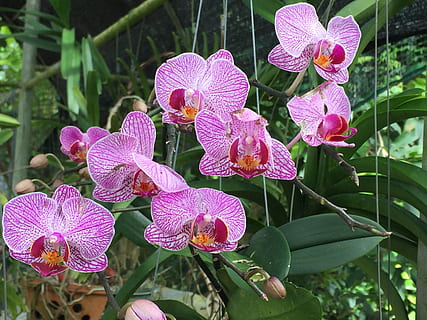 roulant, de plein air, escalopes, plante, plante à fleurs, fleur, croissance, beauté dans la nature, pétale, vulnérabilité, fragilité, partie de la plante, fraîcheur, feuille, couleur rose, inflorescence, tête de fleur, fermer, se concentrer sur le premier plan, la nature, journée, personne, orchidée, en plein air, printemps, violet, 2K, CC0, domaine public, libre de droits