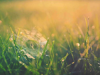 superficiale, fotografia a fuoco, Marrone, ragno, ragnatela, erba, giorno, web, tramonto, natura, avvicinamento, verde, Alba, mattina, pianta, bellezza nella natura, nessuno, la tranquillità, fragilità, terra, messa a fuoco selettiva, crescita, campo, colore verde, acqua, vulnerabilità, all'aperto, ambiente, freschezza, bagnato, rugiada, purezza, 1080P, CC0, dominio pubblico, privo di copyright