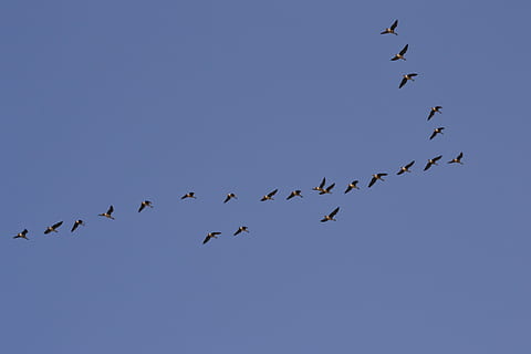 Herde, Enten, Bildung, fliegen, Tier, Formation, fliegend, Himmel, Vögel, Vogel, große Gruppe von Tieren, Vogelschwarm, Tiere in freier Wildbahn, Tierwelt, Gruppe von Tieren, Wirbeltier, Tierthemen, Blau, klarer Himmel, keine Leute, Natur, Flachwinkelansicht, in der Luft, Zusammengehörigkeit, Tag, Tierwanderung, 4K, CC0, gemeinfrei, lizenzfrei