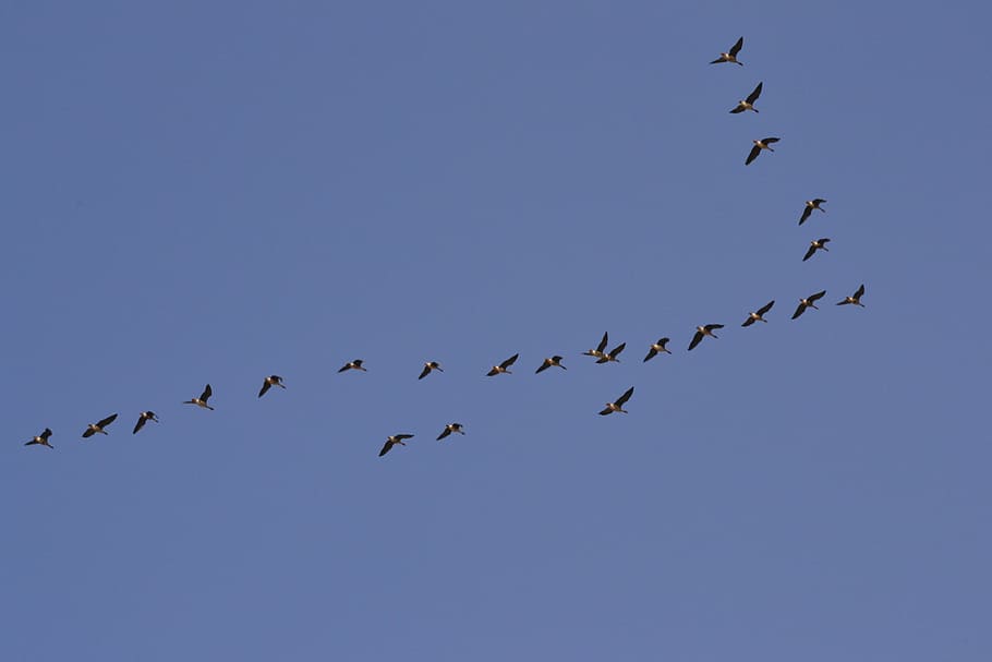 flok, ænder, formation, flyvende, dyr, formation, flyvende, himmel, fugle, fugl, stor gruppe dyr, flok af fugle, dyr i naturen, dyreliv, gruppe af dyr, hvirveldyr, dyre temaer, blå, skyfri himmel, ingen mennesker, natur, lav vinkel visning, Midt i luften, samvær, dag, dyremigration, 4K