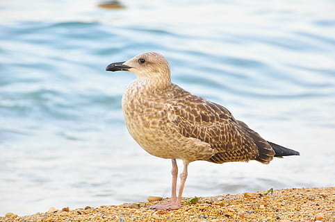 Ave., Meer, Strand, Möwe, Natur, Wellen, Meeresrand, Wasservogel, Vogel, Tier, Costa, Tierporträt, Tierwelt, draußen, Küste, Tierthemen, Tiere in freier Wildbahn, ein Tier, Wirbeltier, Wasser, Fokus auf den Vordergrund, keine Leute, Tag, Seitenansicht, Nahansicht, See, hocken, Schönheit in der Natur, 4K, CC0, gemeinfrei, lizenzfrei
