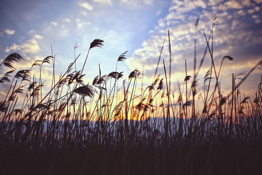 foto de la silueta, camp de gespa, phragmites, posta de sol, núvols, llac, naturalesa, canya, creixement, bellesa a la natura, planta, cel, núvol - cel, tranquil·litat, camp, cap gent, terra, escena tranquil·la, primer pla, escenics - natura, herba, a l'aire lliure, centrar-se en primer pla, cultiu, dia, llum solar, tija, 5K