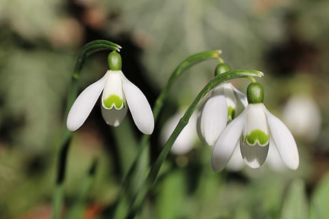selectivo, fotografía de enfoque, Tres, flores de pétalos blancos, campanilla de febrero, primavera, blanco, primero, Mañana, flor, floración, marzo, planta, floración temprana, cerrar, presagio de la primavera, alegría, suerte, amor, de cerca, nadie, enfoque selectivo, color verde, frescura, naturaleza, centrarse en primer plano, al aire libre, vulnerabilidad, fragilidad, planta floreciendo, belleza en la naturaleza, crecimiento, pétalo, cabeza de flor, inflorescencia, el color blanco, día, pureza, 5K, CC0, dominio público, libre de derechos