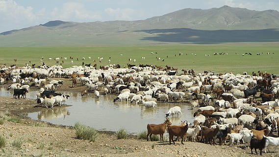 mongoliet, yangtze, nomadiske, dyre temaer, pattedyr, dyr, husdyr, gruppe af dyr, indenlandske, kæledyr, stor gruppe dyr, hvirveldyr, landskab, bjerg, natur, miljø, dyreliv, kvæg, dag, jord, ingen mennesker, scenics - natur, planteædende, flok, 2K, CC0, offentligt domæne, royaltyfrie